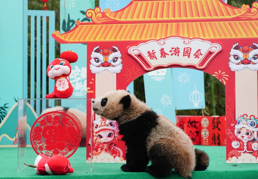 2024級熊貓寶寶集體拜年。大熊貓國家保護研究中心供圖