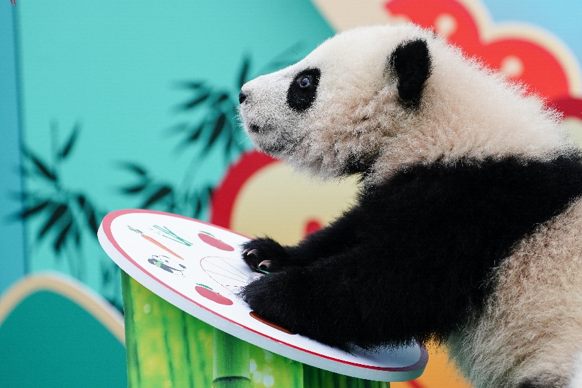 2024級熊貓寶寶集體拜年。大熊貓國家保護研究中心供圖