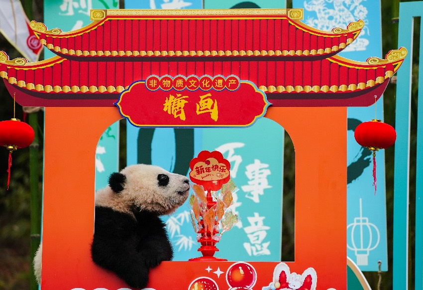 2024級熊貓寶寶集體拜年。大熊貓國家保護研究中心供圖