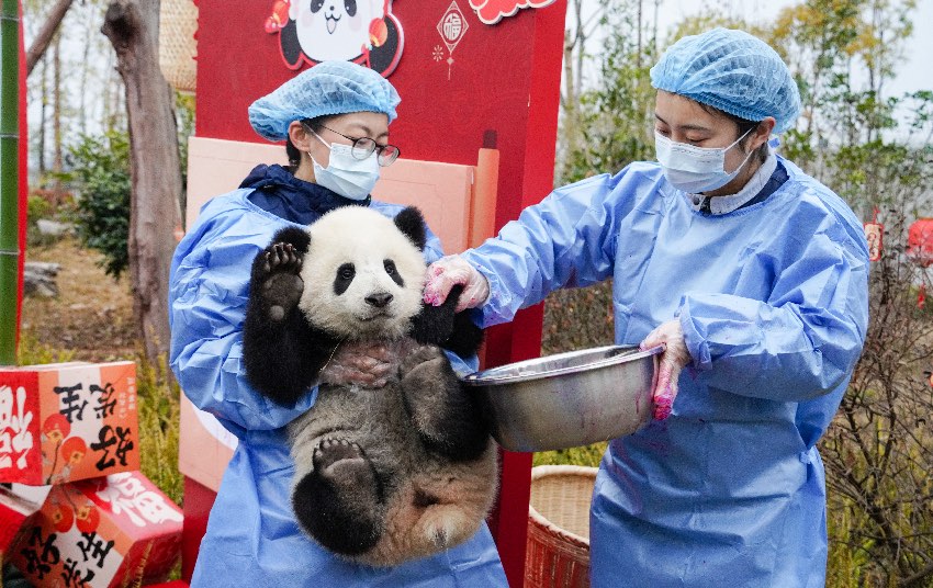 2024級熊貓寶寶集體拜年。大熊貓國家保護研究中心供圖