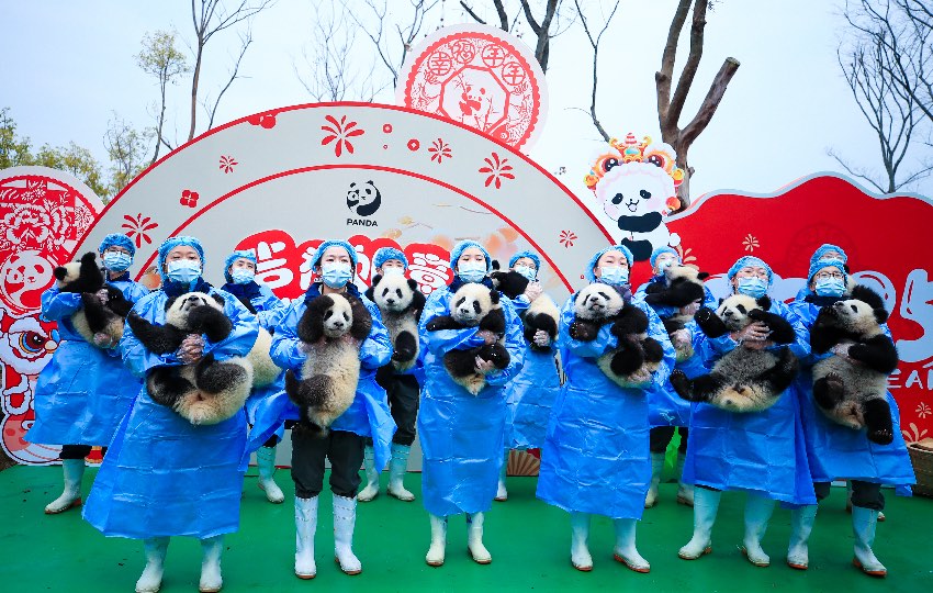 2024級熊貓寶寶集體拜年。大熊貓國家保護研究中心供圖