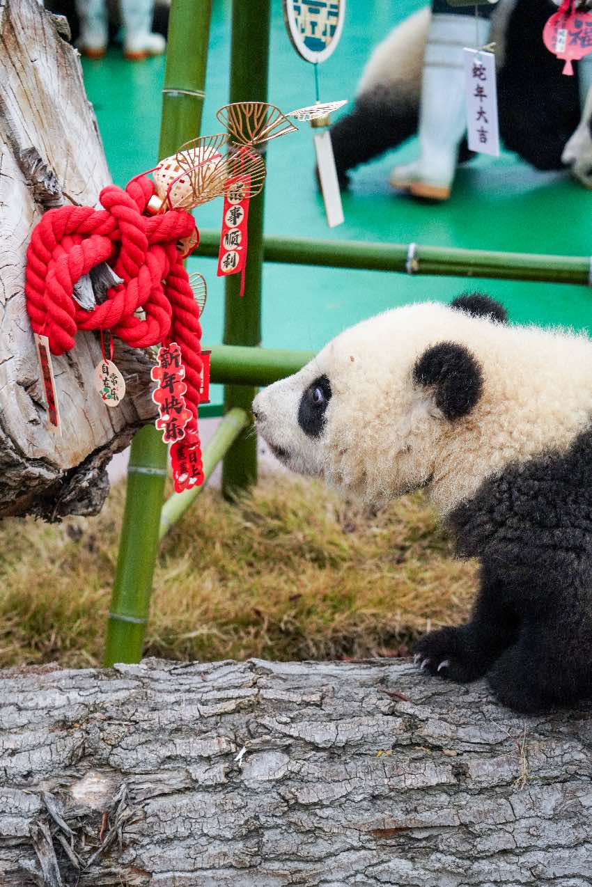 2024級熊貓寶寶集體拜年。大熊貓國家保護研究中心供圖