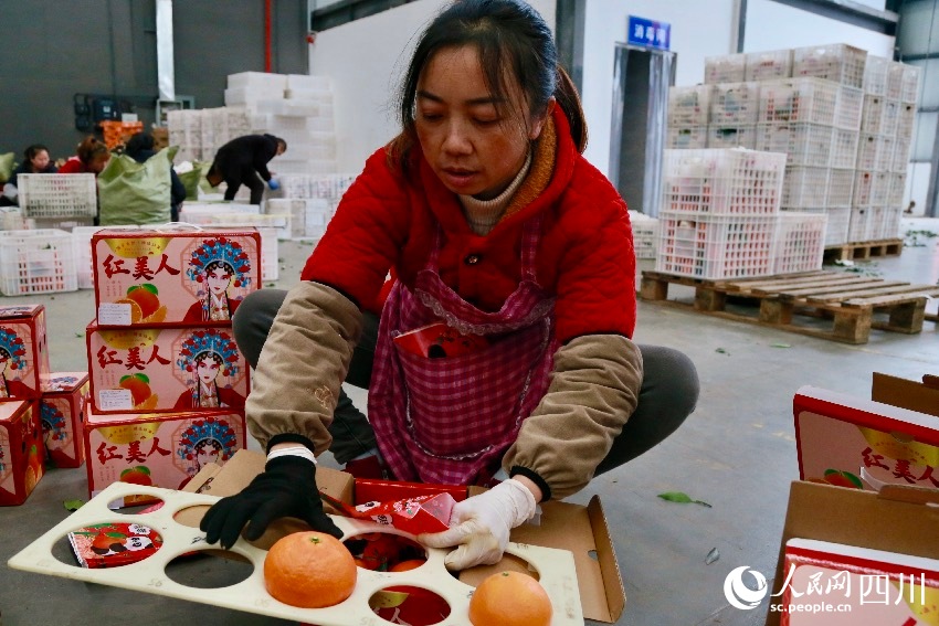 工人們正在打包愛媛橙。人民網記者 朱虹攝