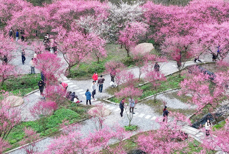 四川廣安：鄉村春色美 梅園引客來