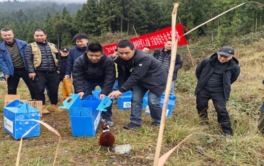 康復后的飛鳥回歸大自然。主辦方供圖