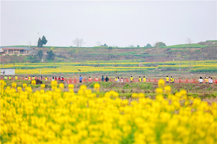 春在田間油菜花。中江縣委宣傳部供圖