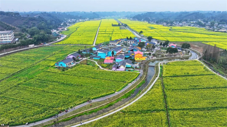 油菜花盛開。夾江縣融媒體中心供圖