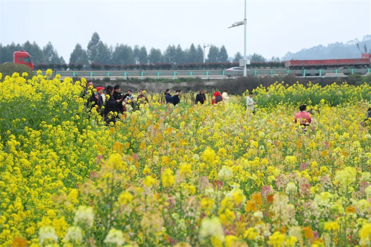 游客在油菜花田游玩。夾江縣融媒體中心供圖