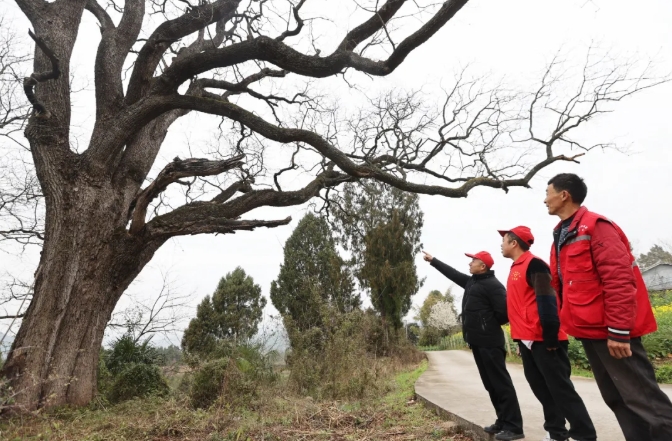 張家國（右）與金星村相關負責人察看樹木長勢。