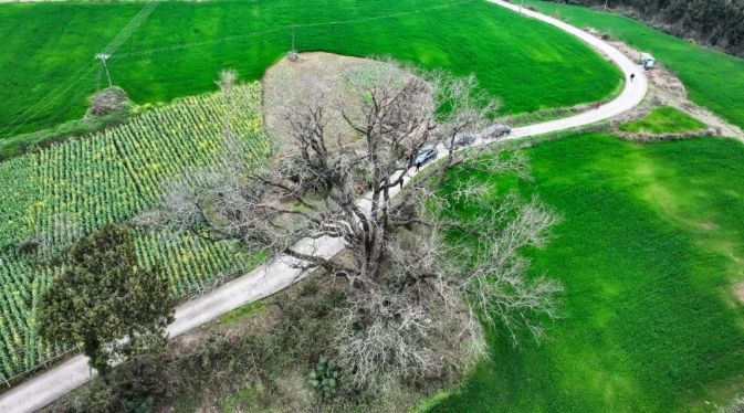 樹、田、地共同構成了春日美景（無人機圖片）。