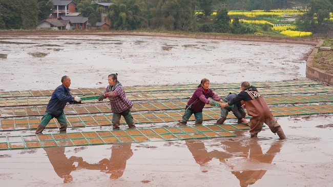 機插秧育秧現場。徐振宇供圖