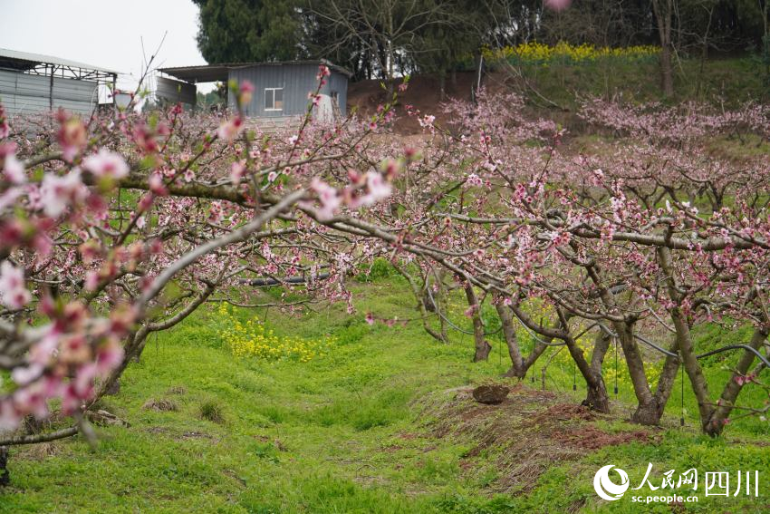 3月21日，四川天府新區眉山片區貴平鎮龍江村桃花次第開放。人民網 趙祖樂攝