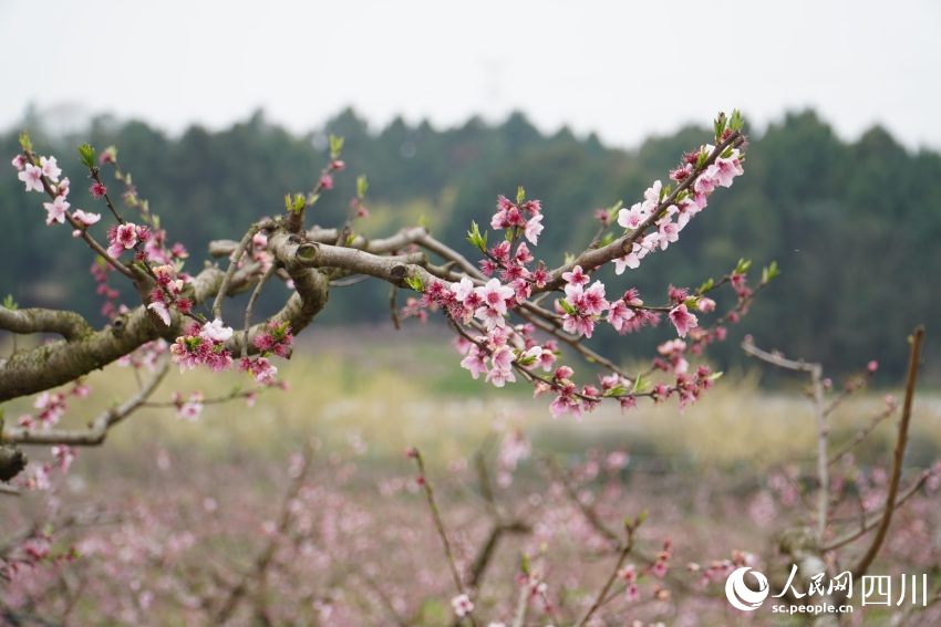 四川天府新區眉山片區貴平鎮龍江村桃花次第開放。人民網 趙祖樂攝