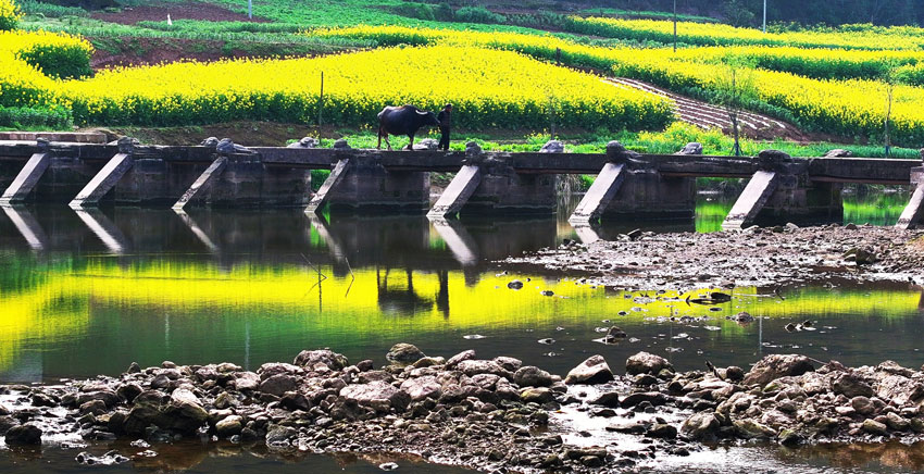 農夫牽牛從橋上走過。肖開豐攝