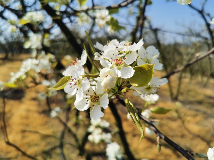 盛開的梨花。主辦方供圖