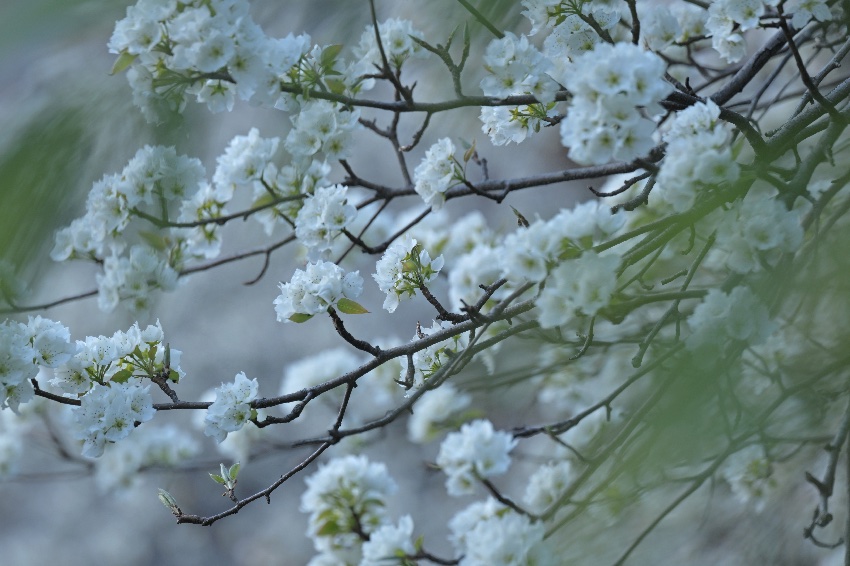 綻放的梨花。丹巴縣委宣傳部供圖