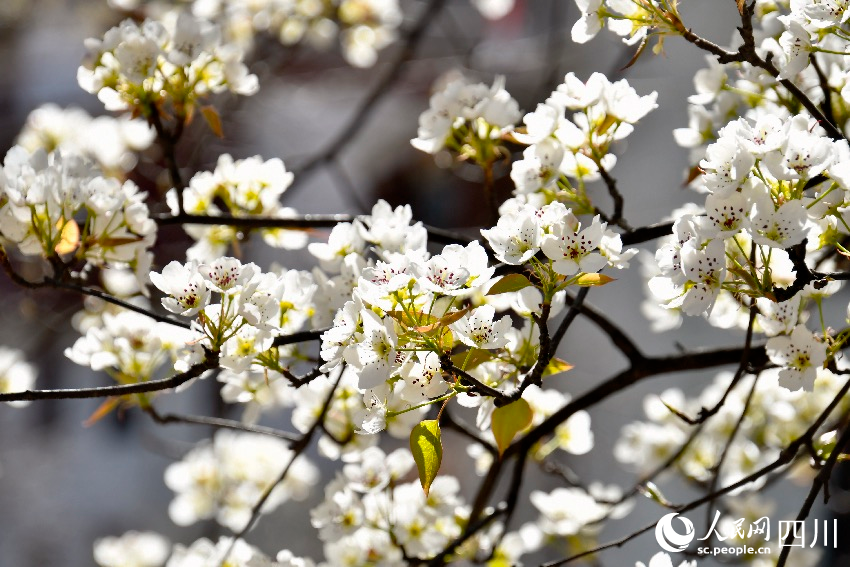綻放的梨花。人民網記者 朱虹攝