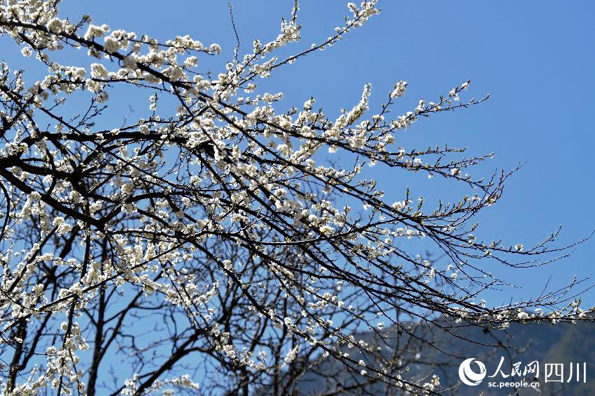 綻放的梨花。人民網記者 朱虹攝