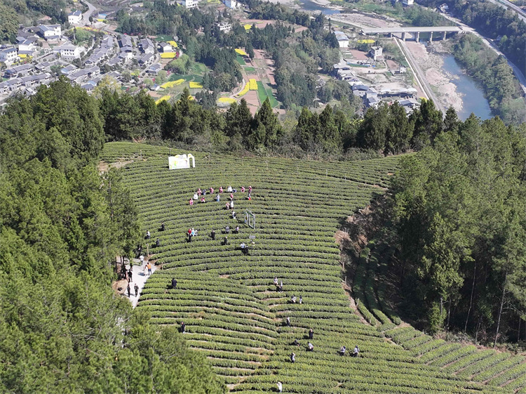 茶農在茶園采茶。