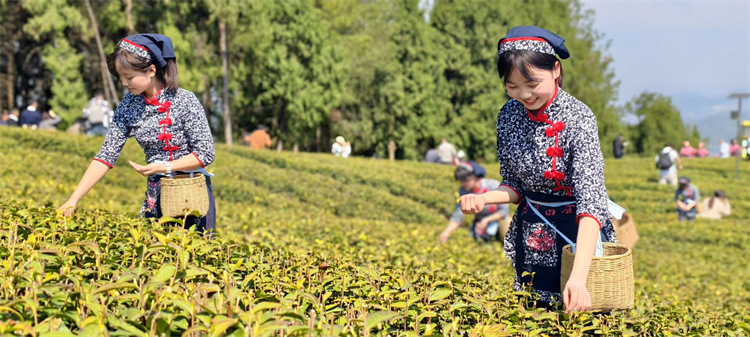 游客體驗采茶。