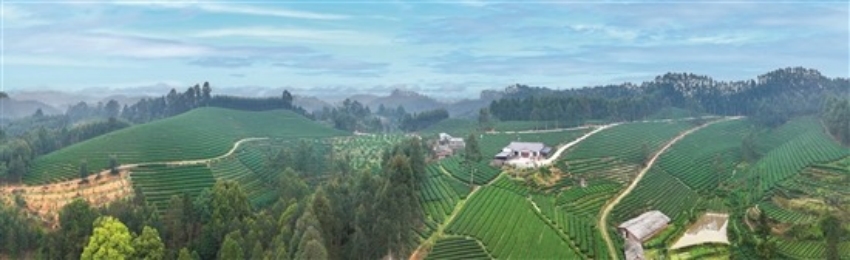 西龍鎮新農村茶園。古良駒攝