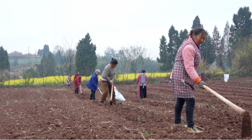 農戶們在連片的農田中彎腰勞作，將一粒粒玉米種子埋進土里。主辦方供圖