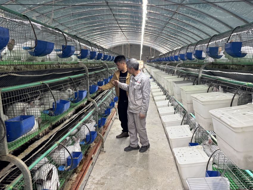 通過自動化養殖的金希兔場。德昌縣委宣傳部供圖