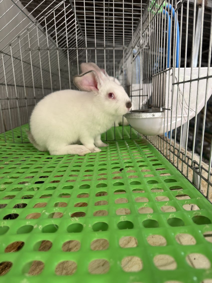 金希兔場養殖的肉兔。德昌縣委宣傳部供圖