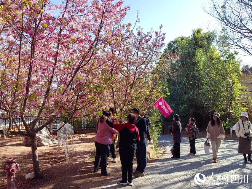 美麗的西昌，美麗的春天。人民網記者 劉海天攝