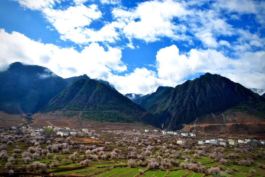 得榮縣桃花美景。得榮縣委宣傳部供圖