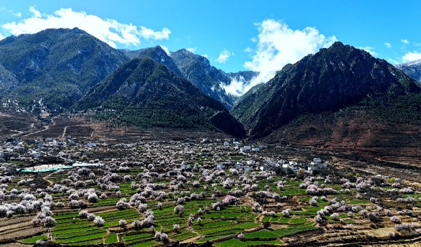 得榮縣桃花美景。得榮縣委宣傳部供圖