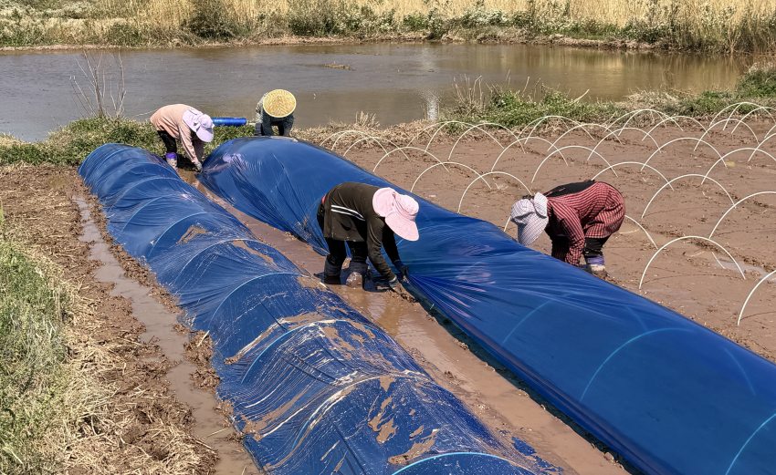 試驗田育秧現場。德昌縣委宣傳部供圖