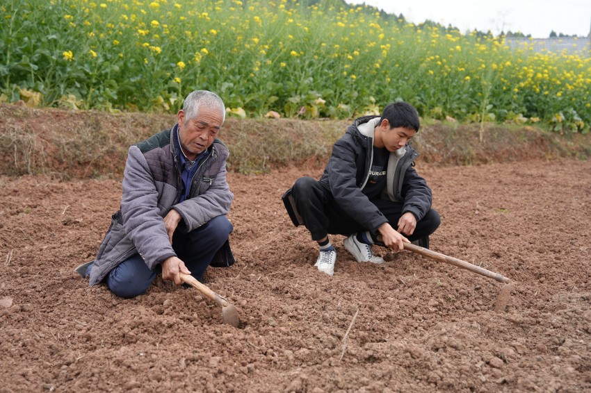 劉加松帶著劉晨瑞在田間勞作。中江縣委宣傳部供圖