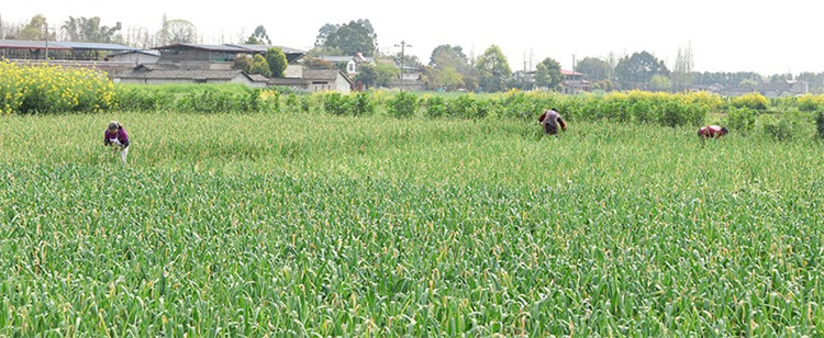 菜農正在摘蒜薹。綿竹市融媒體中心供圖