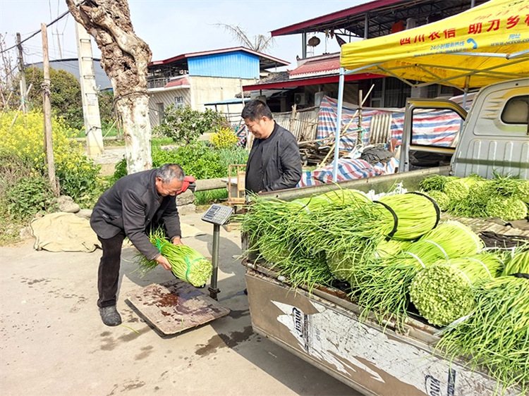 菜農正在賣蒜薹。綿竹市融媒體中心供圖