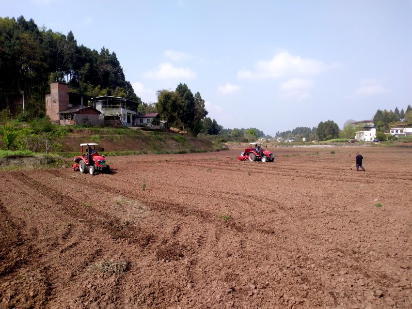 機播玉米現場。謝義攝