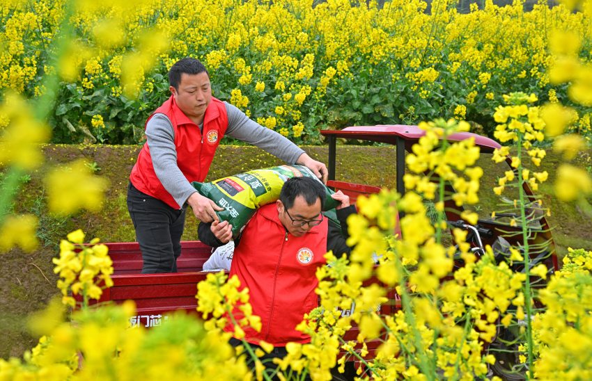 仁壽縣板橋鎮青龍社區黨員志愿者正在為缺勞戶搬運代購的化肥。仁壽縣委宣傳部供圖
