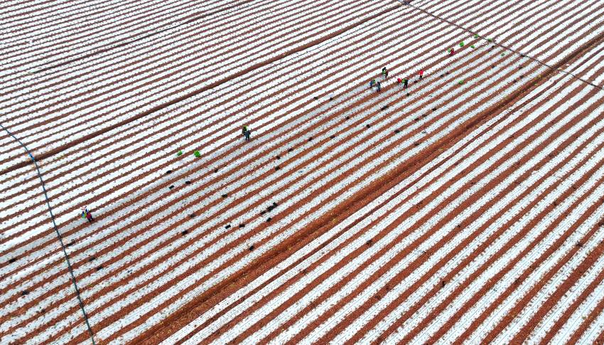 仁壽縣方家鎮東岳村村民正在移栽玉米苗。仁壽縣委宣傳部供圖