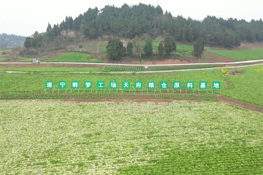 長五村高標準農田改造后。遂寧經開區委宣傳部供圖