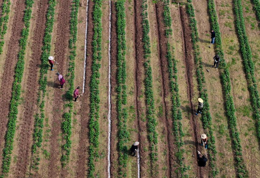 村民正在春耕備耕。肖詩斌攝