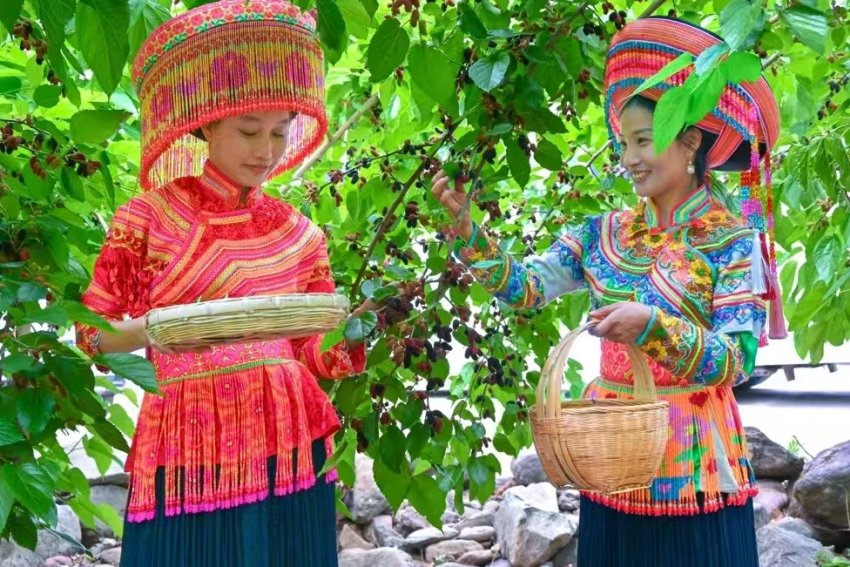 體驗采摘。德昌縣委宣傳部供圖