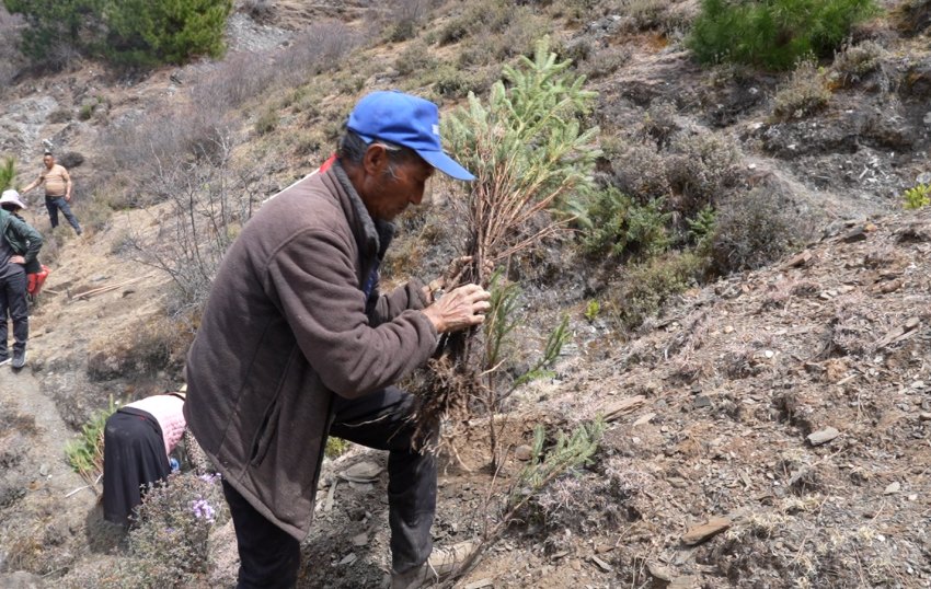 村民正在栽種云杉樹苗。道孚縣委宣傳部供圖