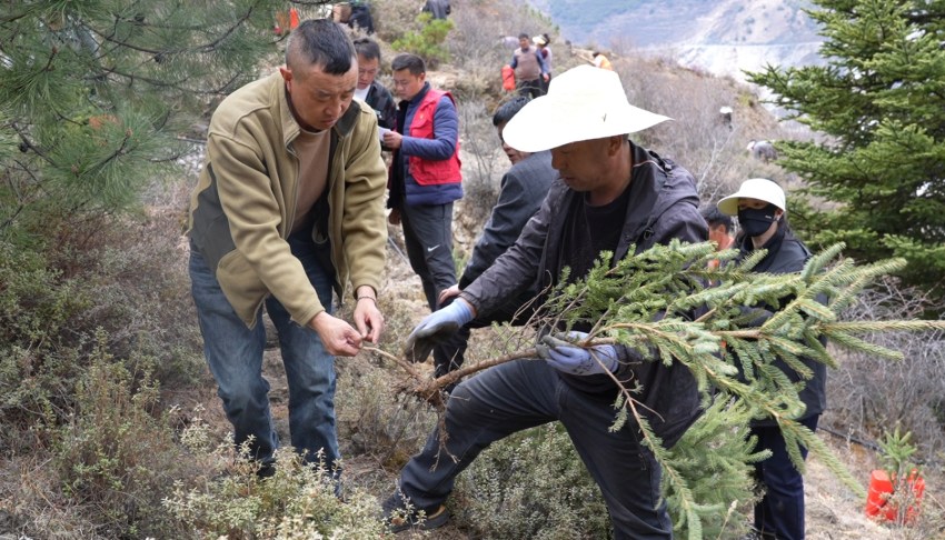 技術人員現場指導村民栽種云杉樹苗。道孚縣委宣傳部供圖