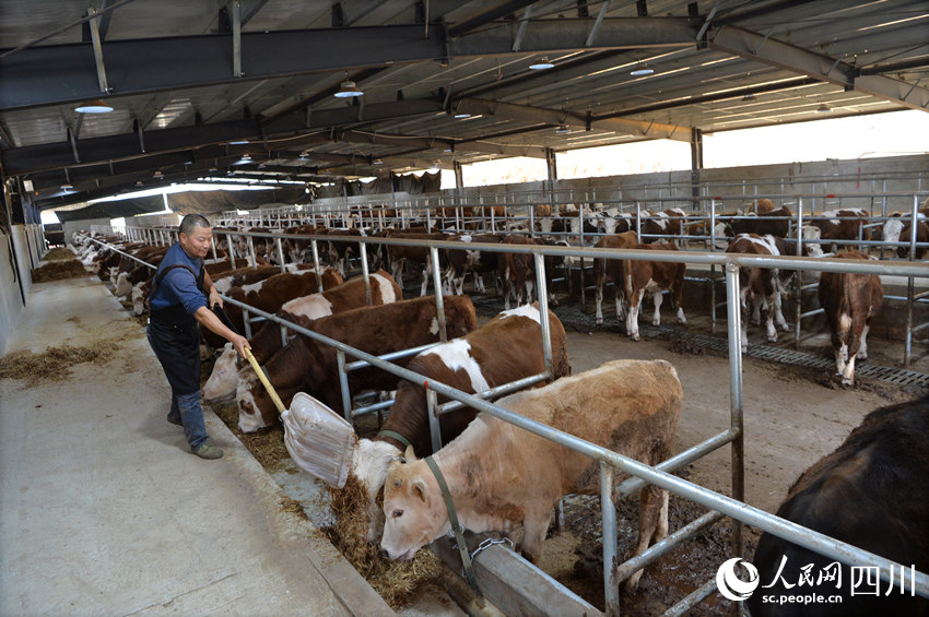 豹山村犇騰養殖場。王斌攝