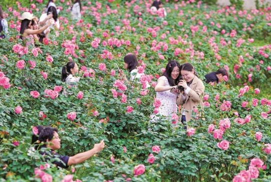 月季花開醉游人