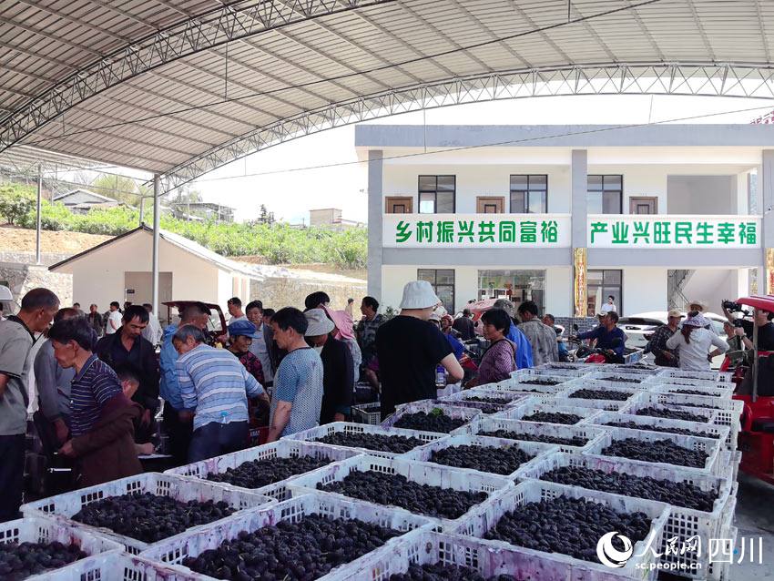 村民們運來的桑葚。人民網記者 劉海天攝