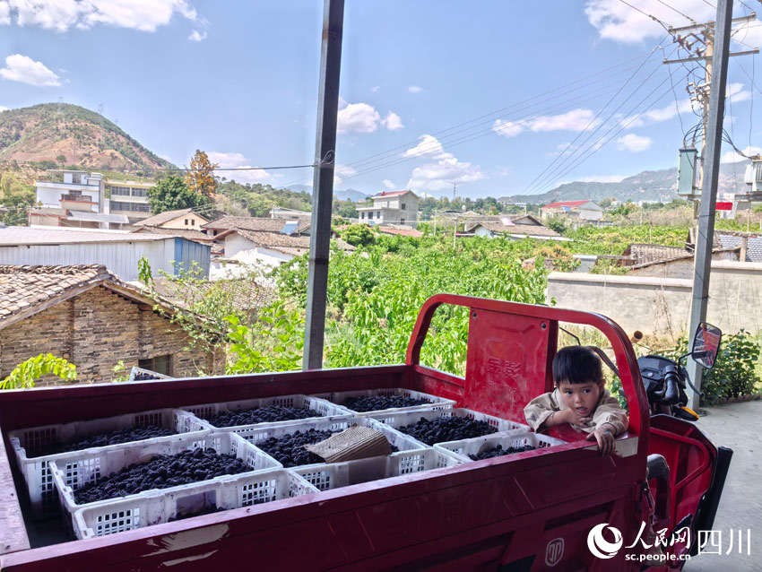 小朋友守護運輸桑葚的車。人民網記者 劉海天攝