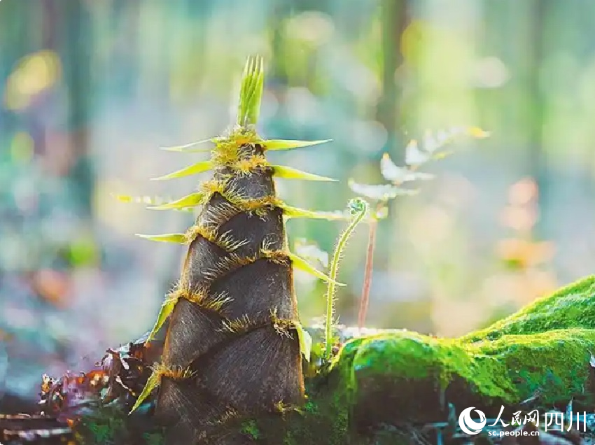 蜀南竹海竹筍。羅先堯攝