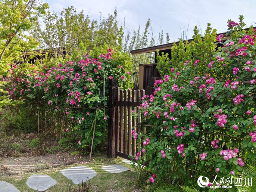 滿架薔薇一院香，莫負“五一”好時光。人民網記者 劉海天攝