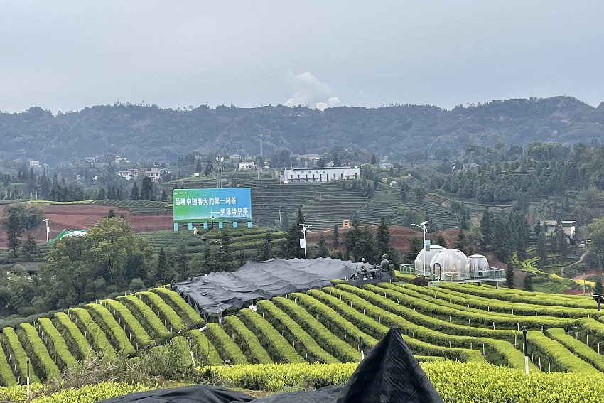 納溪區護國鎮梅嶺村二月亭抹茶基地。瀘州市納溪區農業農村局供圖